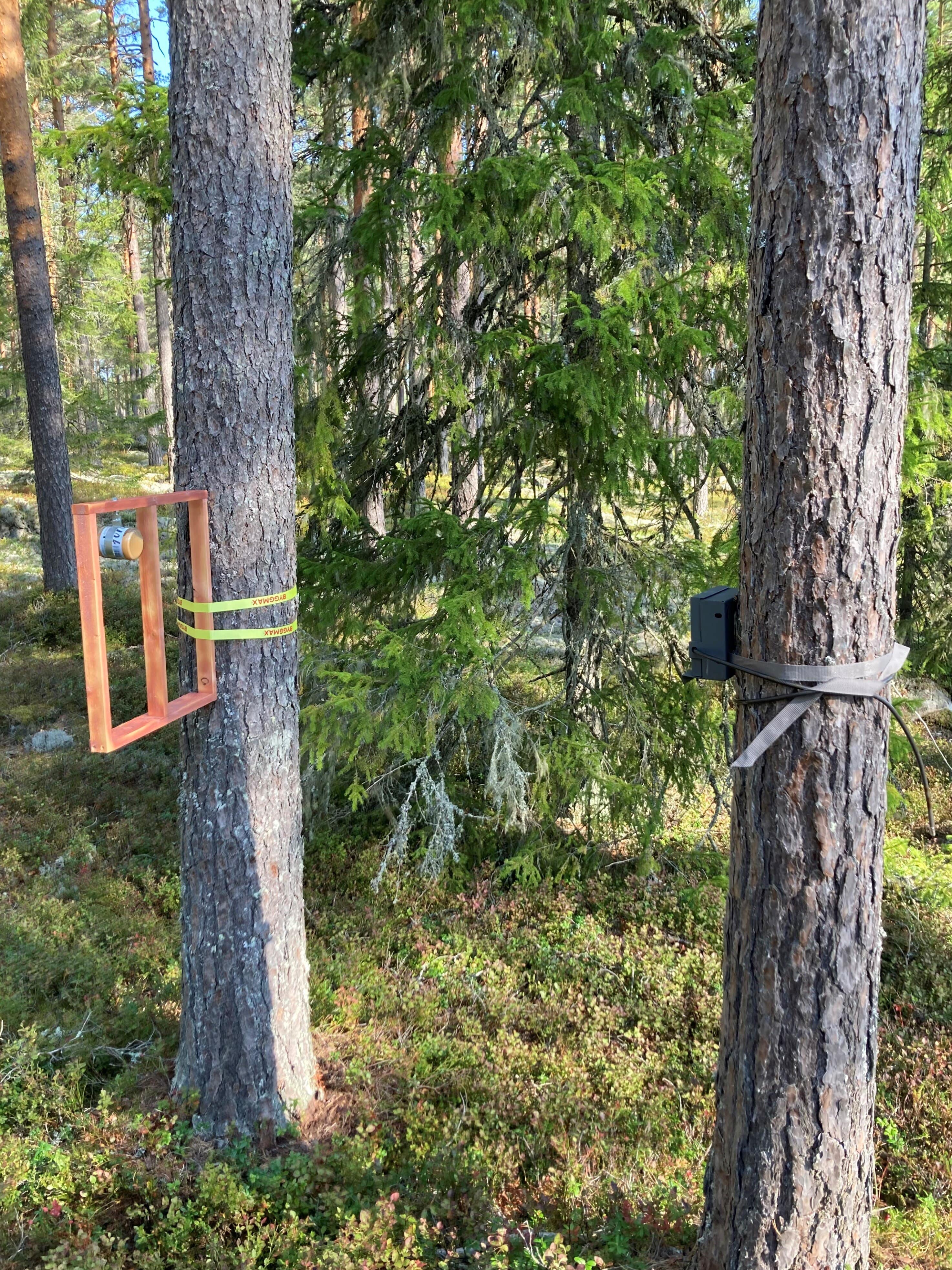 Camera station designed to attract martens, with bait (peanut butter) placed in a jar attached to a frame positioned well above the ground. The high placement helps in preventing that animals like badgers from eating the bait. The frame and the position of the jar (with the opening facing away from the camera) are intended to “force” the martens to stand on their back legs and thus exposing their belly for the camera. Video clips are triggered by movements detected in front of the camera. 