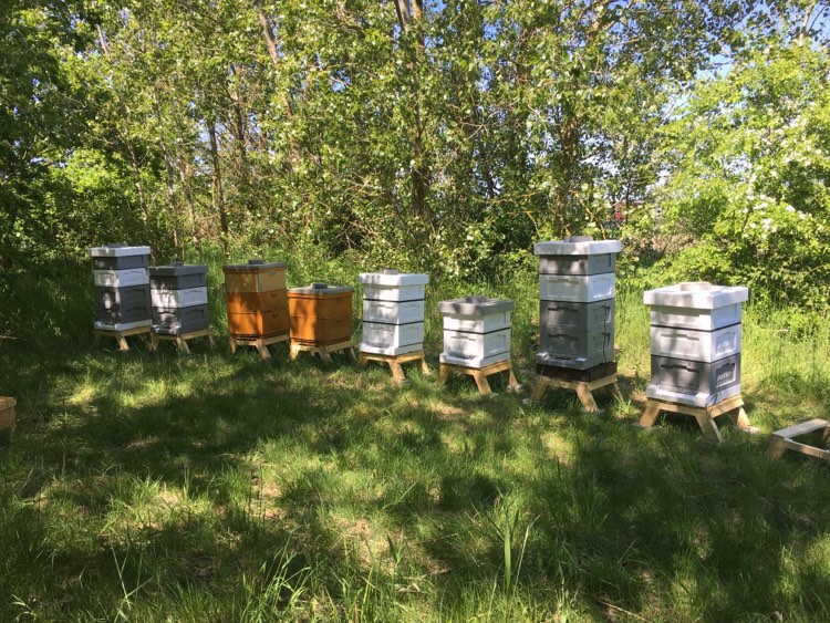 Bee hives